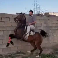 مادیان کرد همه چی تموم