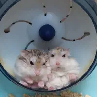 همستر مینیاتوری کمپل سوری بندانگشتی ووسایل بازی|موش و خرگوش|اصفهان, همدانیان|دیوار