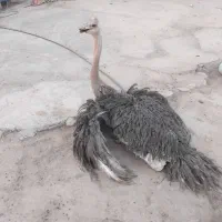 شترمرغ