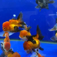 ماهی گلدفیش