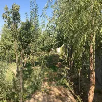 ۲۰۰۰مترباغ با سندتک برگ/زمین/باغچه|فروش زمین و ملک کلنگی|تهران, شهرک ولیعصر شمالی|دیوار