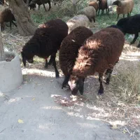 بره ریز دشتی.شهریار شهریار|حیوانات مزرعه|شهریار, رضی آباد بالا|دیوار