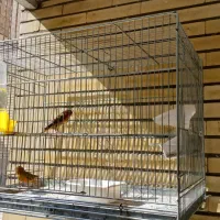 یک جفت قناری سوخته آماده آماده ،خونگی