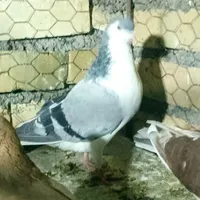 گرفتنی باخرز|پرنده|تربت جام, بسیجیان|دیوار