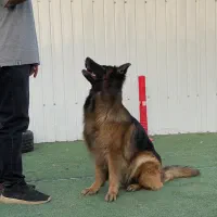 آموزش سگ، آرایش سگ و گربه ، پانسیون سگ