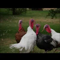 گوشتی گوشتی