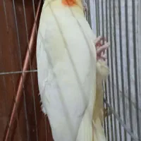 عروس هلندی ماده