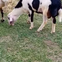 بره قوچ پلنگی خال سیاه و پوست گاوی|حیوانات مزرعه|بروجرد, |دیوار