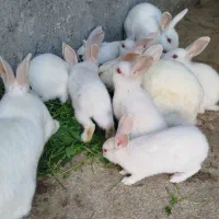 فروش بچه خرگوش