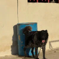 قدرجونی روزگاری|سگ|باقرشهر, |دیوار