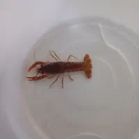 لابستر|ماهی|قم, کلهری|دیوار