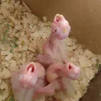 جوجه عروس  لوتینو|پرنده|مشهد, نیزه|دیوار