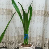 گل سانسوریا زیبا وسرحال