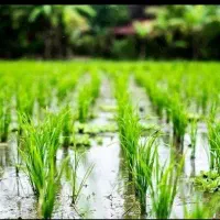 فروش زمین برنج کاری|فروش زمین و ملک کلنگی|چیتاب, |دیوار