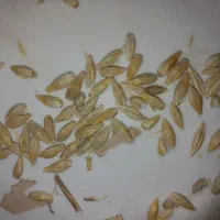 فروش جو نقدی