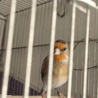 سهره قناری|پرنده|قدس, شهر‌قدس|دیوار