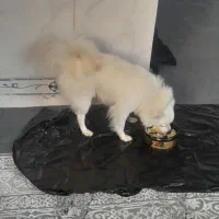 سگ پامر اشپیتز نر دوساله آرام برسرصدا تربیت شده