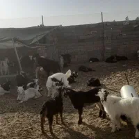 خرید وفروش میش بره قوچ بز بزغاله درشاهین شهر گرگاب|حیوانات مزرعه|شاهین‌شهر, گرگاب|دیوار