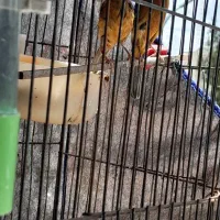 قناری نرو ماده کاردرست نر سوخته معمولی ماده کلاهی