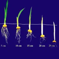 کود تقویتی ارگانیک  جهت رشد صیفی‌جات، گندم ،جو