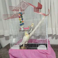 عروس هلندی ناز|پرنده|قدس, شهر‌قدس|دیوار