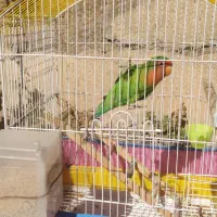 پرنده بازیگوش|پرنده|مرودشت, دولت آباد|دیوار