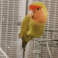 طوطی برزیلی ماده|پرنده|تهران, جوادیه تهرانپارس|دیوار