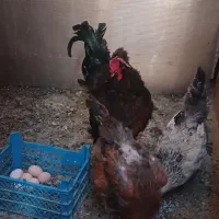 یه خروس نزادار پا پر  و دوتا مرغ تخم گزار