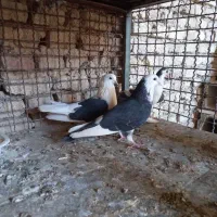 ین نرماده گمشده