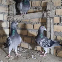 پلاکی ماده