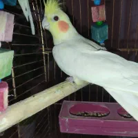 عروس هلندی|پرنده|سرپل ذهاب, |دیوار