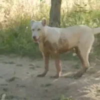 واگذاری سرابی هشت ماهه