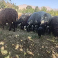 قوچ شال اصل