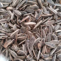 تخمه و کشمش|خوردنی و آشامیدنی|اندیشه, اندیشه فاز ۱|دیوار