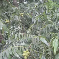 نهال گردو پکان