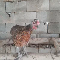 مرغ وخروس ریشی چهل تاج|حیوانات مزرعه|شیراز, دودمان|دیوار