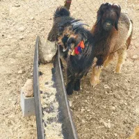 یک عدد کهر تخمی شش ماهه با یک عدد بره تخمی|حیوانات مزرعه|ایذه, |دیوار