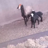 گوسفند میش دوقلو شالی شیشک بز بزغاله بز