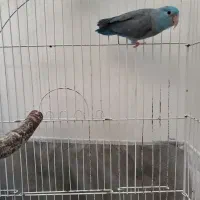 طوطی پروتلت|پرنده|تهران, منیریه|دیوار