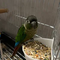 پرنده گرین چیک