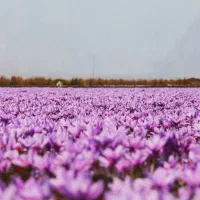 کود برای زعفران|خدمات باغبانی و درختکاری|تربت‌حیدریه, شهید بهشتی|دیوار