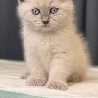 گربه اسکاتیش چشم آبی با جذبه