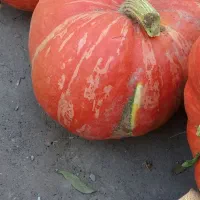 کدوتنبل عمده خرده فروشی