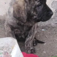 سگ عراقی نژاد دار|سگ|اردبیل, |دیوار