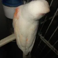 قناری ماده|پرنده|محمدشهر, شهرک پیام (مهرالبرز)|دیوار