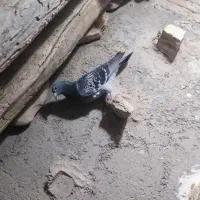 کبوتر پرشی|پرنده|فاروج, |دیوار