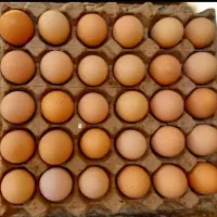 تخم مرغ محلی تازه