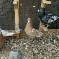 چهار تا کفتر بوم خوشگل به شرط پرش همشان نر