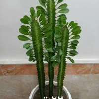 گلهای زیبا خانگی|گل و گیاه طبیعی|مرند, |دیوار