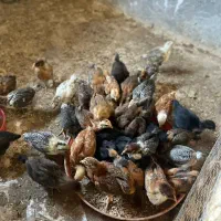 جوجه گلپایگان یک ماهه